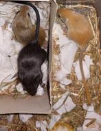 Gerbils! Woestijn ratjes! Super tam, állemaal mannetjes!, Dieren en Toebehoren, Knaagdieren, Mannelijk, Juli, Overige typen, Tam
