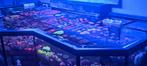 Collorful corals for your reeftank, Ophalen of Verzenden