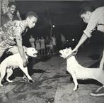 Foto Michel Comte, hondengevecht  Haïti, 1996, Antiek en Kunst, Ophalen of Verzenden