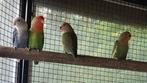 3 jonge agapornissen., Dieren en Toebehoren, Vogels | Parkieten en Papegaaien, Geslacht onbekend, Dwergpapegaai of Agapornis