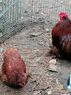 Trio cochin kriel rood, Meerdere dieren, Kip