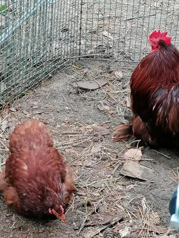 Trio cochin kriel rood beschikbaar voor biedingen