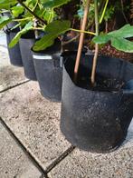 Vijgenbomen (verschillende soorten) incl. 38 liter kweekpot!, Tuin en Terras, Planten | Fruitbomen, Ophalen, Minder dan 100 cm