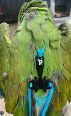 Enjoyparrots tuigje maat M gezocht, Ophalen of Verzenden, Overige typen