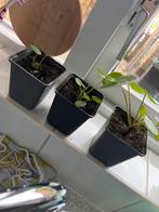 Pannenkoekenplantjes - stekjes, Tuin en Terras, Overige soorten, Vaste plant, Ophalen of Verzenden, Bloeit niet