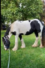 Filou tinker merrie pony, Merrie, Zadelmak, Recreatiepony, D pony (1.37m tot 1.48m)