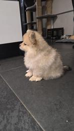 Dwergkees| pomeranian| bearface| uniek brindle merle teefje, Dieren en Toebehoren, Honden | Poolhonden, Keeshonden en Oertypen