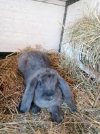 Franse hangoor Voedster, Dieren en Toebehoren, Konijnen, Vrouwelijk, Groot, Hangoor, 0 tot 2 jaar