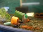 RED LONGFIN ANCISTRUSSEN, Dieren en Toebehoren, Vis, Zoetwatervis, Schoolvis