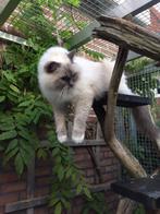Kattenopvang Love&Cuddles in Bergen noord-holland, Diensten en Vakmensen, Dieren | Katten | Verzorging, Oppas en Les, Pension of Dagopvang