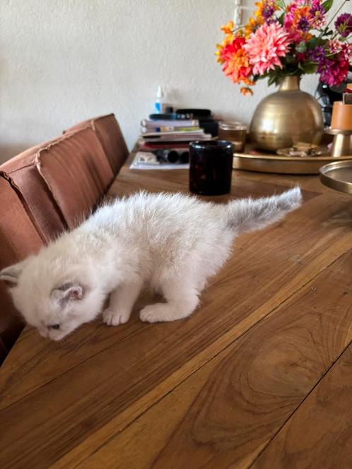 Ragdoll kittens, Dieren en Toebehoren, Katten en Kittens | Raskatten | Korthaar, Meerdere dieren, Ontwormd