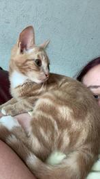 Kat te koop, Dieren en Toebehoren, Katten en Kittens | Overige Katten, Kater, Kortharig, 0 tot 2 jaar