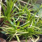 Liatris wit, Vaste plant, Halfschaduw, Zomer, Ophalen