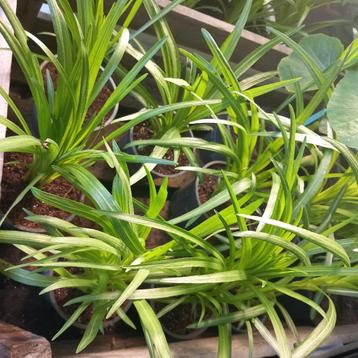 Liatris wit beschikbaar voor biedingen