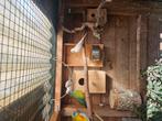 Diamantduiven, Dieren en Toebehoren, Vogels | Duiven, Meerdere dieren