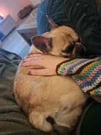 Fijn huisje gezocht voor lieve Franse bulldog teefje, Dieren en Toebehoren, Honden | Bulldogs, Pinschers en Molossers, Rabiës (hondsdolheid)