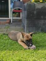 Mechelse Herder Pups Te Koop – Gezond, Sociaal met Stamboom, CDV (hondenziekte), 8 tot 15 weken, Teef, Meerdere