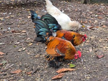3 hanen zoeken goed huisje beschikbaar voor biedingen