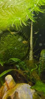 Aquarium planten, Ophalen, Plant(en), Steen of Hout