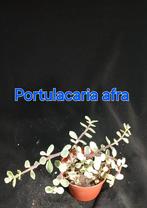 Portulacaria afra - Olifantsoor plant, Ophalen of Verzenden