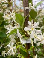 Toscaanse Jasmijn met witte bloem, vanaf € 5,95 p.st., Tuin en Terras, Planten | Tuinplanten, Zomer, Vaste plant, Klimplanten