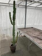 cactus, Cactus, In pot, 200 cm of meer, Ophalen