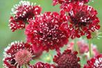 Scabiosa A. dubbel rood  zaden, Tuin en Terras, Ophalen of Verzenden, Voorjaar, Volle zon, Zaad
