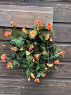 2x Bloemenkrans samen. Nieuw, Huis en Inrichting, Woonaccessoires | Kransen, Ophalen of Verzenden, Nieuw