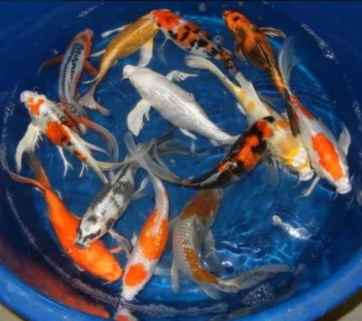 Import HQ Vlinderkoi mix ca 25/ 30 cm - Koidreams Valburg, Dieren en Toebehoren, Vissen | Vijvervissen, Karper of Koi