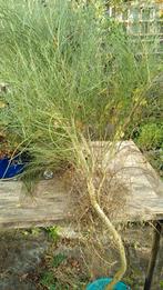 Gratis Bremstruik (2m) Ophalen in Amsterdam Osdorp, Tuin en Terras, Ophalen