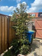 Hulst, Tuin en Terras, Planten | Bomen, Herfst, Halfschaduw, 100 tot 250 cm, Overige soorten