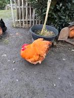 Orpington buff haan 2025 groothoender, Mannelijk, Kip