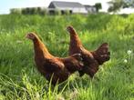 Jonge tamme New Hampshire kriel kippen hennen gesekst, Vrouwelijk, Kip