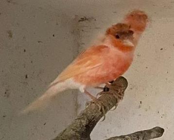 Kanaries diverse kleuren beschikbaar voor biedingen