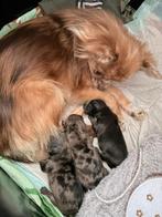 Mooie pomchi x teacup yorkshire pups, Dieren en Toebehoren, Honden | Chihuahua's en Gezelschapshonden, Overige rassen, 8 tot 15 weken