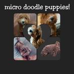 Schattige Micro Australian Labradoodle Crossback Puppies !!, Dieren en Toebehoren, Rabiës (hondsdolheid), Meerdere, 8 tot 15 weken