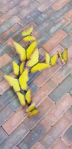 ZWERM VLINDERS / BRONS, Huis en tuin decoratie Marie, Nieuw, Info@huisentuindecoratiemarie.nl, Peize