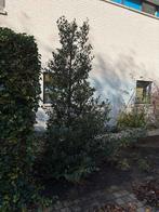 Hulst boom, Tuin en Terras, Planten | Bomen, Bloeit niet, Overige soorten, 100 tot 250 cm, Ophalen