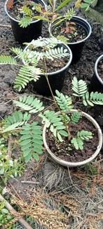 Leucaena leucocephala - Witte Mimosa planten, Tuin en Terras, Volle zon, Minder dan 100 cm, Zomer, Overige soorten