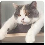 2 super lieve Brits korthaar met stamboom, Dieren en Toebehoren, Katten en Kittens | Raskatten | Korthaar, Poes, Gechipt