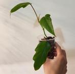 Philodendron mayoi, Huis en Inrichting, Kamerplanten, Ophalen of Verzenden, Halfschaduw, Minder dan 100 cm