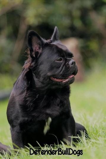 Franse bulldog (fluffy) ter dekking  beschikbaar voor biedingen