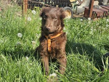 Lasco is een lieve, zachtaardige jonge hond beschikbaar voor biedingen