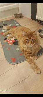 Russische Maine Coon dekkater met fokrechten, Dieren en Toebehoren, Katten en Kittens | Dekkaters, 3 tot 5 jaar