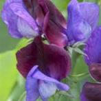 Lathyrus  cupid Purple zaden, Ophalen of Verzenden, Voorjaar, Volle zon, Zaad