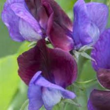 Lathyrus  cupid Purple zaden beschikbaar voor biedingen