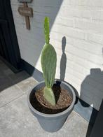 Opuntia maxima grote schijfcactus, Ophalen, Zomer, Overige soorten, Volle zon