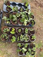 Aardbeienplantjes Dahli - Nu Planten!, Tuin en Terras, Planten | Tuinplanten, Ophalen, Volle zon, Vaste plant, Fruitplanten
