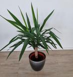 Prachtige gezonde Yucca, Tuin en Terras, Planten | Tuinplanten, Ophalen of Verzenden, Overige soorten, Volle zon