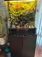 Paludarium incl kikkers en alle toebehoren, Dieren en Toebehoren, Reptielen en Amfibieën | Toebehoren, Ophalen, Zo goed als nieuw